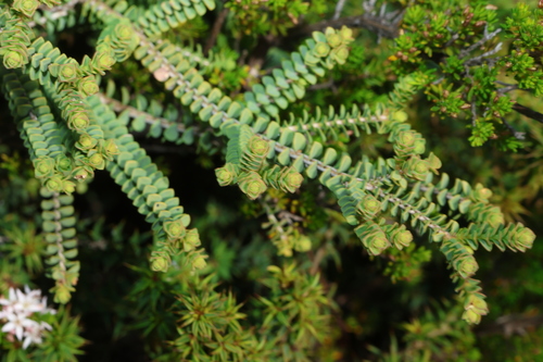 Melaleuca gibbosa, photograph 1