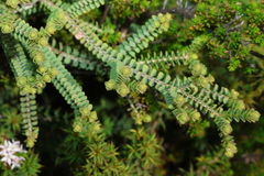 Melaleuca gibbosa, photograph (c) Greg Tasney, some rights reserved (CC BY-SA)