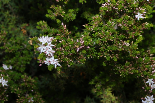 Calytrix tetragona, photograph 1