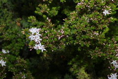 Calytrix tetragona, photograph (c) Greg Tasney, some rights reserved (CC BY-SA)