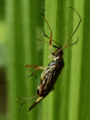 Harpocera thoracica