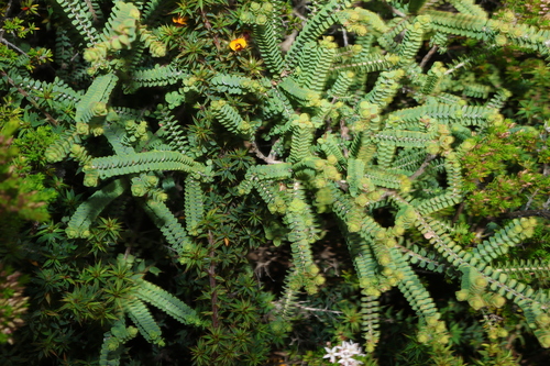 Melaleuca gibbosa