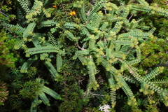 Melaleuca gibbosa