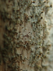 Chaenotheca chlorella