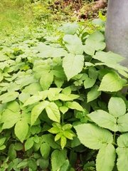 Aegopodium podagraria