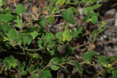 Goodenia varia, photograph (c) Greg Tasney, some rights reserved (CC BY-SA)