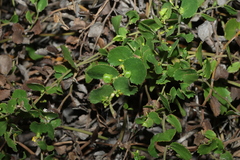 Goodenia varia, photograph (c) Greg Tasney, some rights reserved (CC BY-SA)