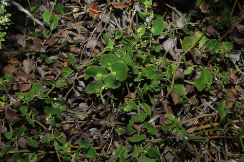 Goodenia varia, photograph 3