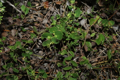 Goodenia varia, photograph (c) Greg Tasney, some rights reserved (CC BY-SA)