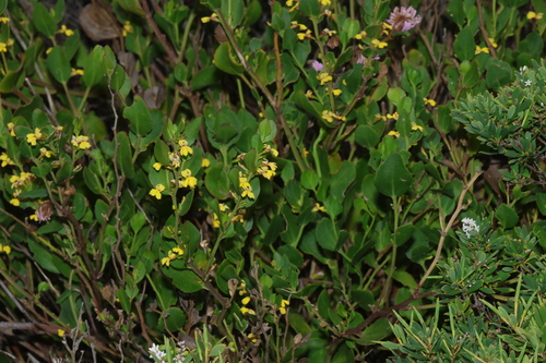 Goodenia varia