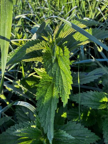 Urtica gracilis, photograph 3