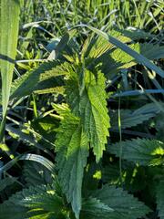(c) Arthur Whiting, some rights reserved (CC BY) Urtica gracilis, photograph (c) Arthur Whiting, some rights reserved (CC BY)