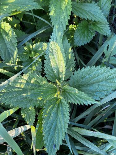 Urtica gracilis, photograph 4