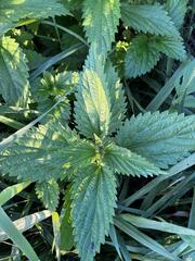 (c) Arthur Whiting, some rights reserved (CC BY) Urtica gracilis, photograph (c) Arthur Whiting, some rights reserved (CC BY)