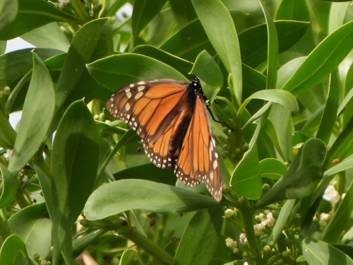 Monarch