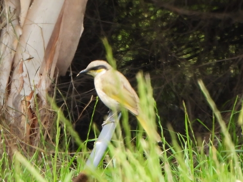 Singing Honeyeater