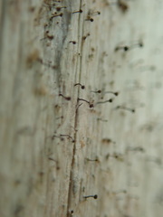 Chaenotheca xyloxena