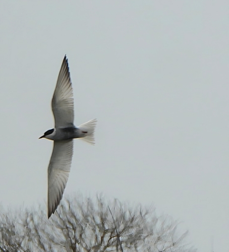 Whiskered Tern
