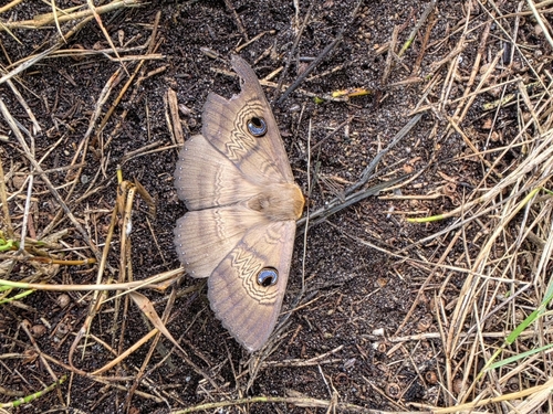 Southern Moon Moth