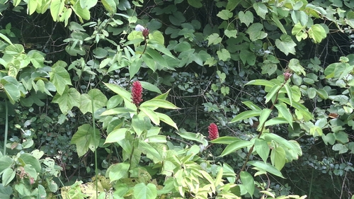 Crêpe ginger