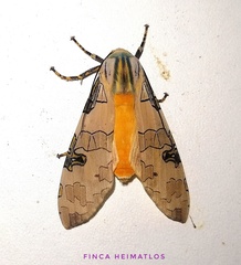 Halysidota interlineata