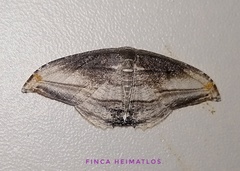 Morphomima fulvitacta