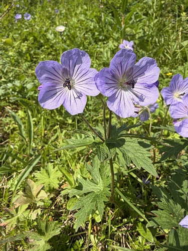 Geranium erianthum