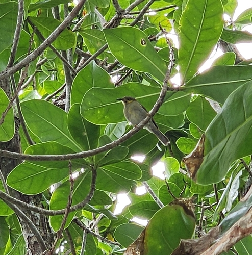 Foulehaio carunculatus observed 2026-09-27