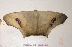 Euclysia columbipennis