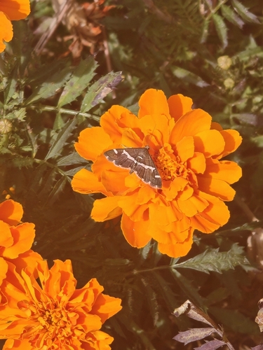 Hawaiian Beet Webworm Moth