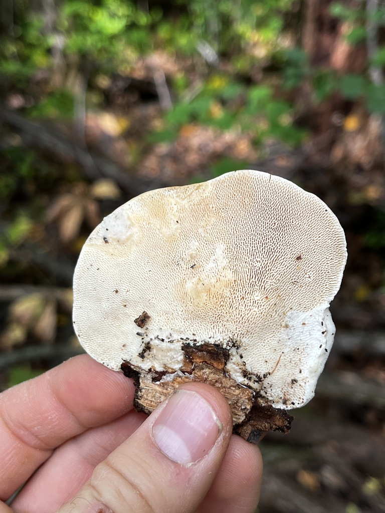 Lumpy Bracket · September 2026 · photo: Photo: (c) Ross, some rights reserved (CC BY) · iNaturalist