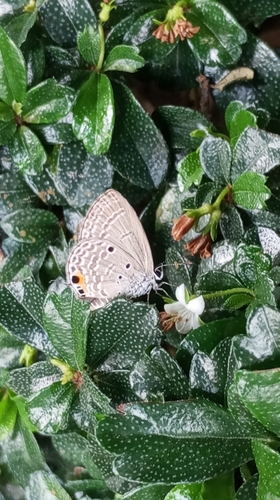 Plains Cupid
