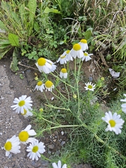 Tripleurospermum inodorum
