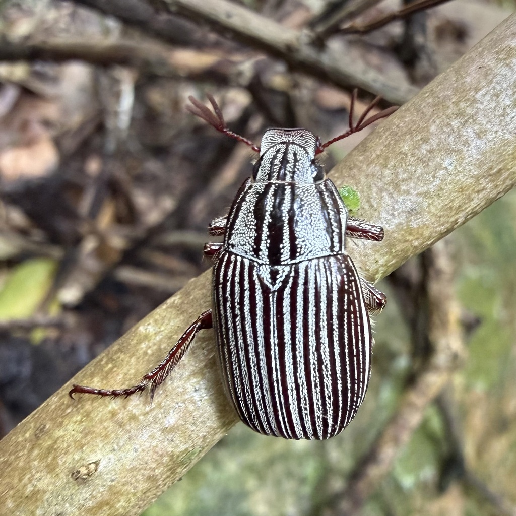 Rhabdopholis albostriata