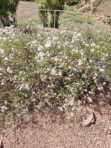 Clematis songorica, photograph 4