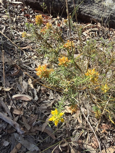 Phyllota phylicoides observed 2026-09-27