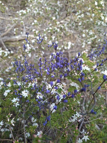 Comesperma volubile, photograph 1