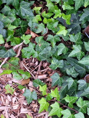 common ivy