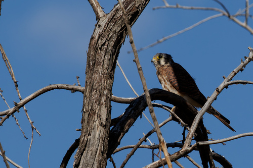 American Kestrel
