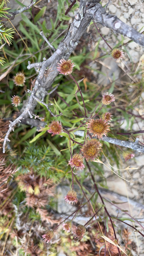 Erigeron morrisonensis, 2026-09-27