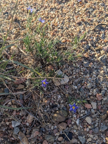 Prickleaf Gilia