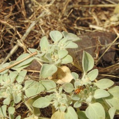 Croton setiger