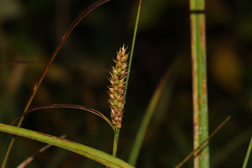 Carex vesicaria, photograph 3