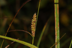 Carex vesicaria, photograph (c) Dustin Snider, some rights reserved (CC BY)