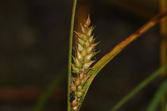 Carex vesicaria, photograph (c) Dustin Snider, some rights reserved (CC BY)