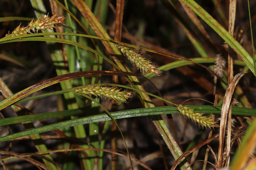 Carex vesicaria, photograph 2
