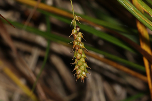 Carex vesicaria, photograph 5