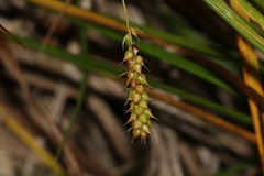 Carex vesicaria, photograph (c) Dustin Snider, some rights reserved (CC BY)