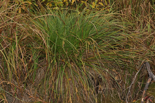 Carex vesicaria, photograph 1
