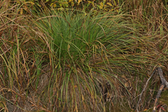 Carex vesicaria, photograph (c) Dustin Snider, some rights reserved (CC BY)